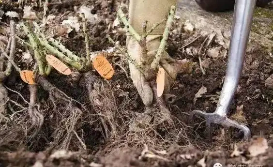 玫瑰這樣養才能連續十年開花,多少人知道?