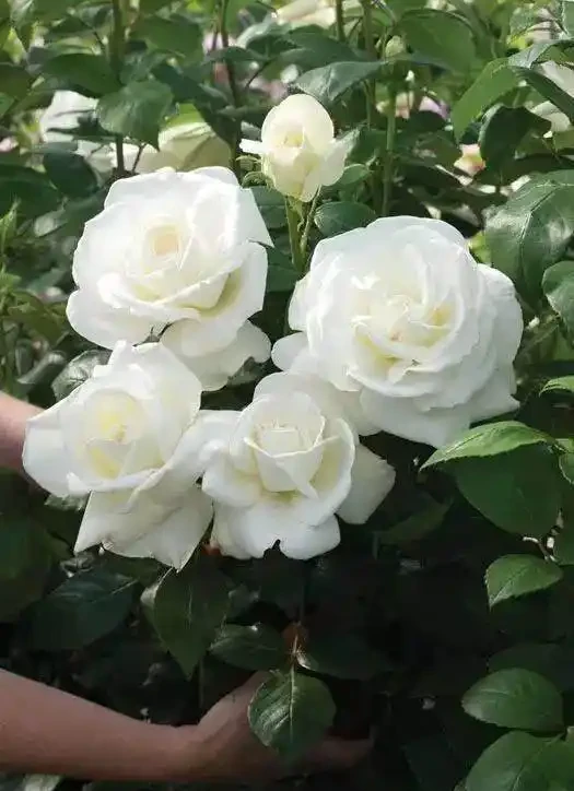 玫瑰這樣養才能連續十年開花,多少人知道?