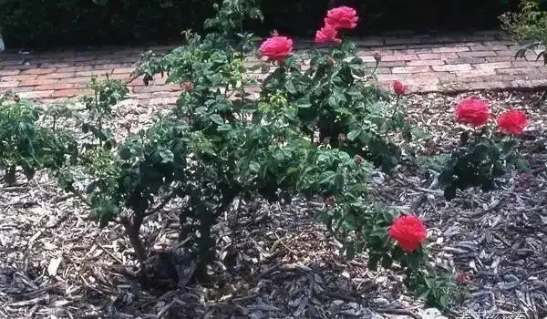 玫瑰這樣養才能連續十年開花,多少人知道?