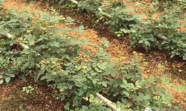 玫瑰這樣養才能連續十年開花,多少人知道?