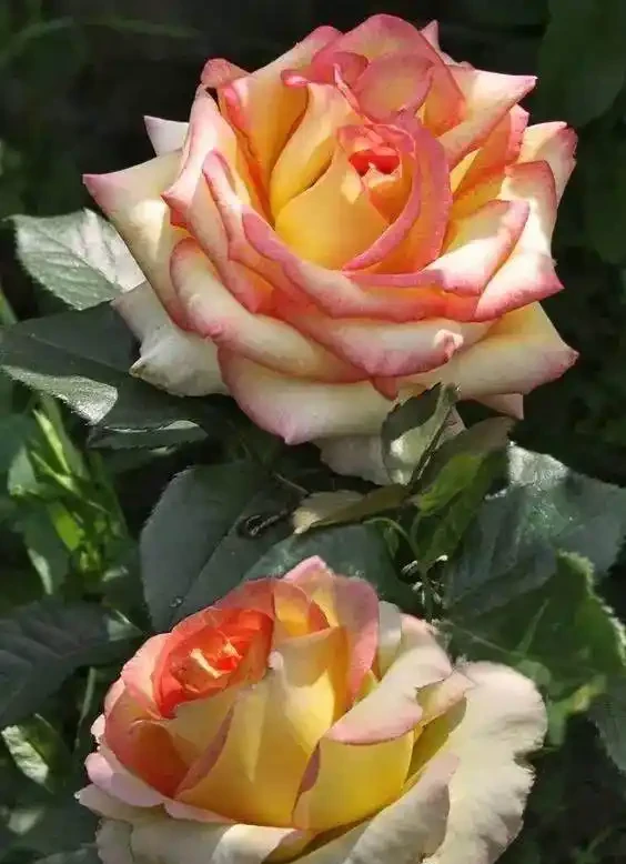 玫瑰這樣養才能連續十年開花,多少人知道?