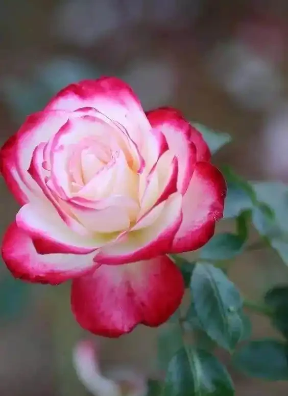 玫瑰這樣養才能連續十年開花,多少人知道?