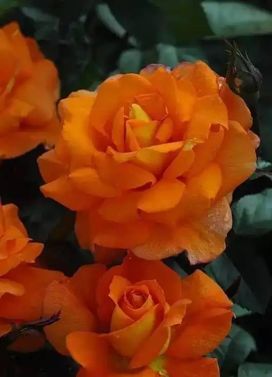 玫瑰這樣養才能連續十年開花,多少人知道?