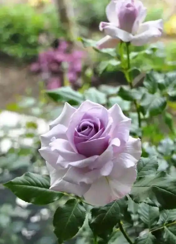玫瑰這樣養才能連續十年開花,多少人知道?