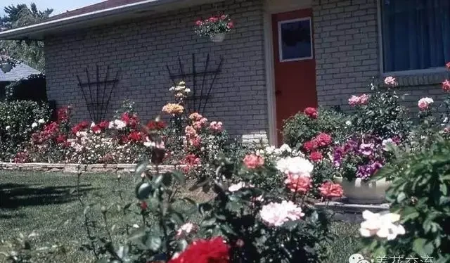 玫瑰這樣養才能連續十年開花,多少人知道?