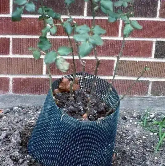 玫瑰這樣養才能連續十年開花,多少人知道?