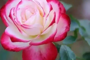 玫瑰這樣養才能連續十年開花，多少人知道？