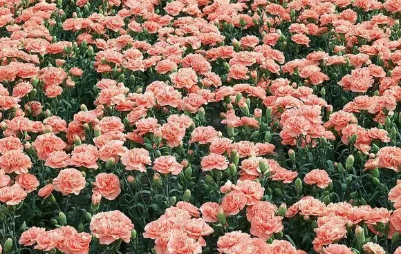 世界上最美的玫瑰花品種盤點