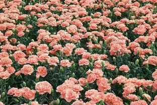 世界上最美的玫瑰花品種盤點