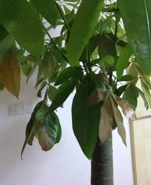 發財樹水多就腐根了,老園丁教我5招,瞬間救活