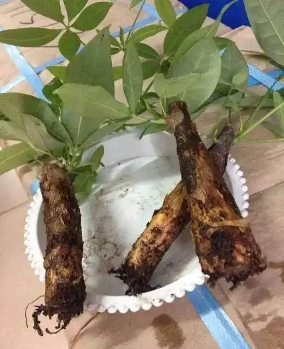發財樹水多就腐根了,老園丁教我5招,瞬間救活
