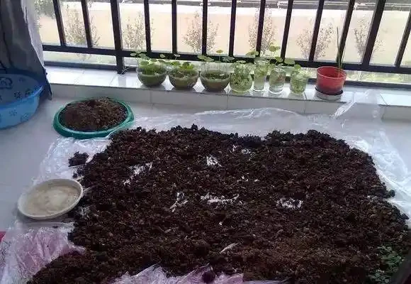 發財樹水多就腐根了,老園丁教我5招,瞬間救活