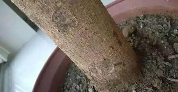 發財樹水多就腐根了,老園丁教我5招,瞬間救活