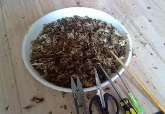 發財樹水多就腐根了,老園丁教我5招,瞬間救活