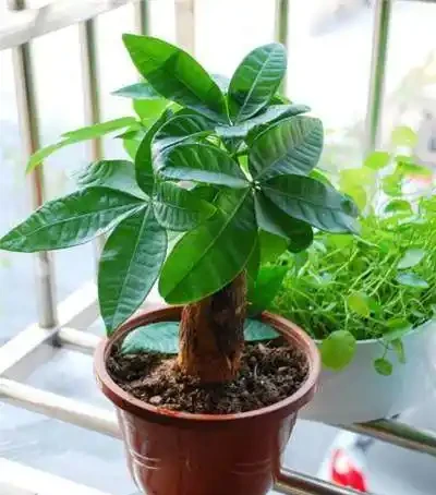 養花技巧:發財樹的修剪方法,發財樹養護技巧!