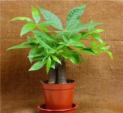 養花技巧:發財樹的修剪方法,發財樹養護技巧!