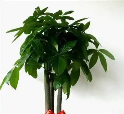 養花技巧:發財樹的修剪方法,發財樹養護技巧!