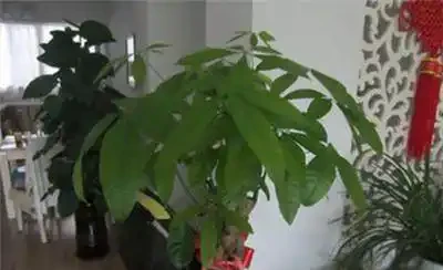 養花技巧:發財樹的修剪方法,發財樹養護技巧!