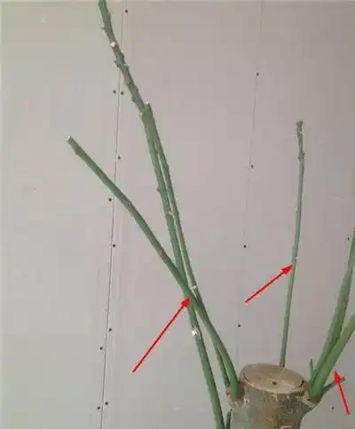 養花技巧:發財樹的修剪方法,發財樹養護技巧!