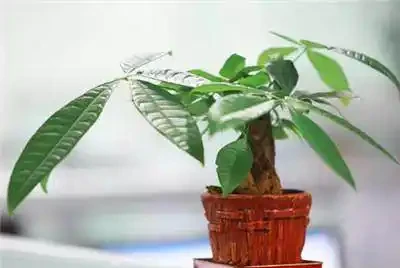 養花技巧:發財樹的修剪方法,發財樹養護技巧!