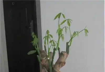 養花技巧:發財樹的修剪方法,發財樹養護技巧!