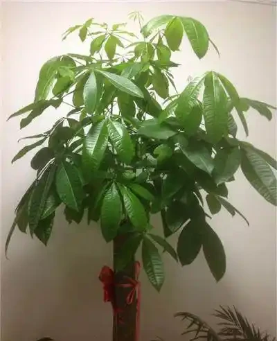 養花技巧:發財樹的修剪方法,發財樹養護技巧!