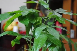 養花技巧：發財樹的修剪方法，發財樹養護技巧！