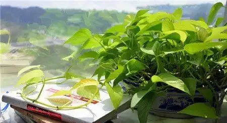 家居養花：黃金葛可以放在臥室嗎？黃金葛的養護注意！