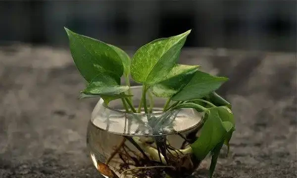 家居養花:黃金葛可以放在臥室嗎?黃金葛的養護注意!