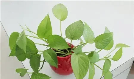 家居養花:黃金葛可以放在臥室嗎?黃金葛的養護注意!