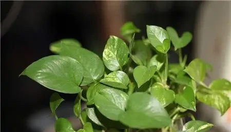 家居養花:黃金葛可以放在臥室嗎?黃金葛的養護注意!