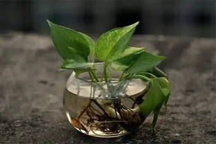 家居養花：黃金葛可以放在臥室嗎？黃金葛的養護注意！