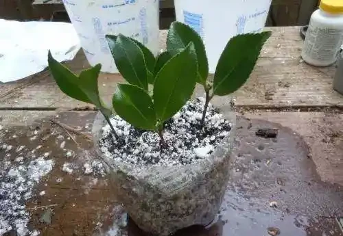 學會三種植物插枝法,以後可以到朋友家剪枝條培育新盆栽