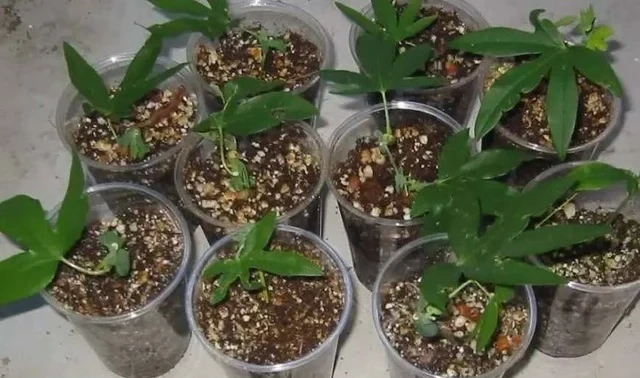 學會三種植物插枝法,以後可以到朋友家剪枝條培育新盆栽