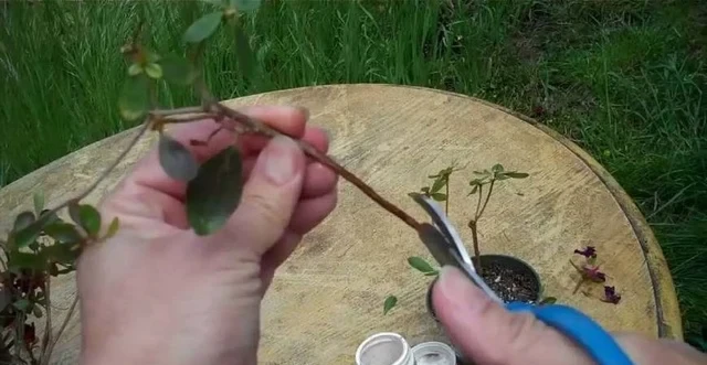 學會三種植物插枝法,以後可以到朋友家剪枝條培育新盆栽