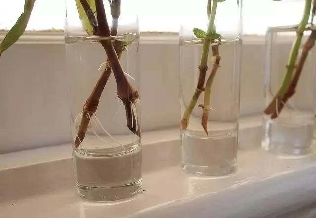 學會三種植物插枝法,以後可以到朋友家剪枝條培育新盆栽