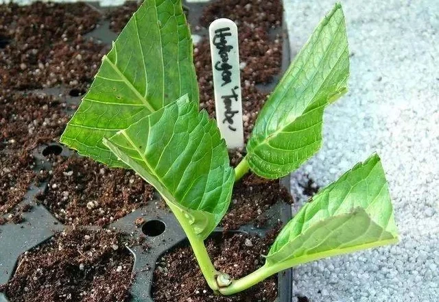 學會三種植物插枝法,以後可以到朋友家剪枝條培育新盆栽