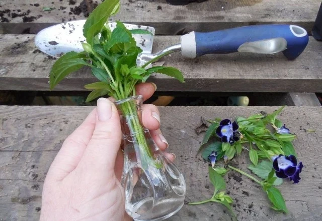 學會三種植物插枝法,以後可以到朋友家剪枝條培育新盆栽