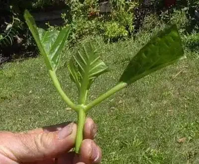 學會三種植物插枝法,以後可以到朋友家剪枝條培育新盆栽