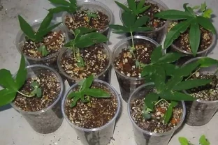 學會三種植物插枝法，以後可以到朋友家剪枝條培育新盆栽