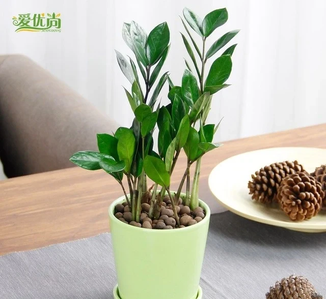 養在家裡的雪鐵芋盆栽葉片發黃怎麼辦？