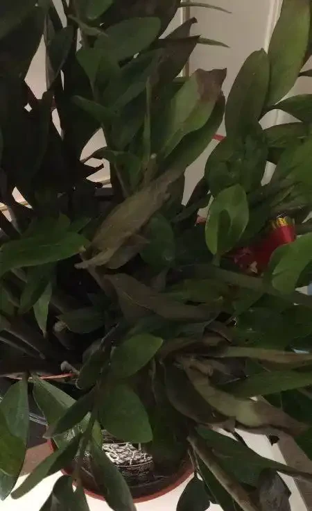 養在家裡的雪鐵芋盆栽葉片發黃怎麼辦？