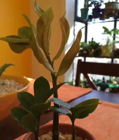 養在家裡的雪鐵芋盆栽葉片發黃怎麼辦？