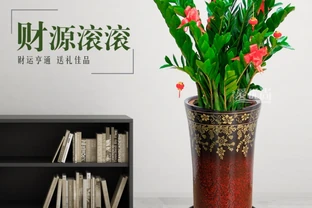 養在家裡的雪鐵芋盆栽葉片發黃怎麼辦？