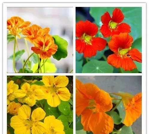 史上最全的花,認花不求人!趕緊收藏!