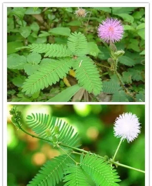 史上最全的花,認花不求人!趕緊收藏!