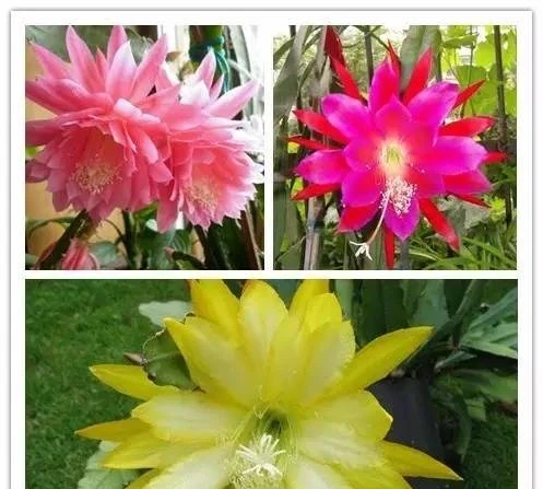 史上最全的花,認花不求人!趕緊收藏!