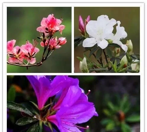 史上最全的花,認花不求人!趕緊收藏!
