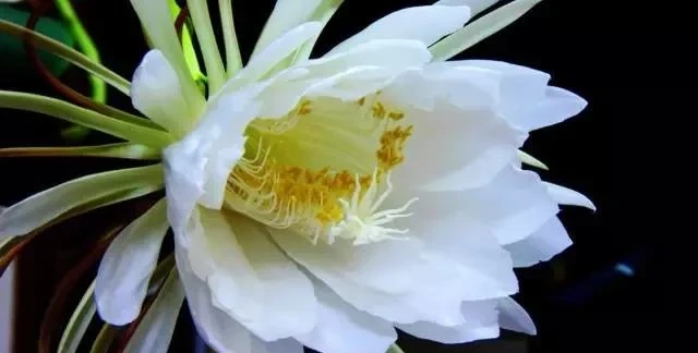 史上最全的花,認花不求人!趕緊收藏!