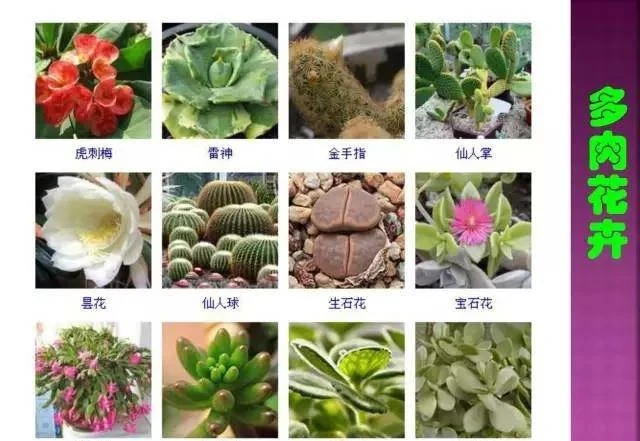 超全常見花卉植物圖譜(1332種),再也不怕不認識花了